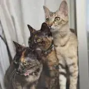 とんとんとまと