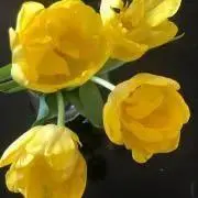 p.ckoの画像