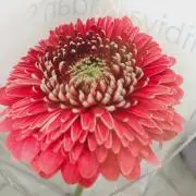 smの画像