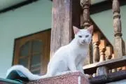 miの画像