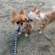 ひろりん