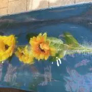 ぱっぱの画像