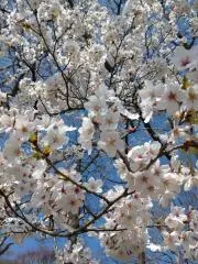 ✾✾Flower✾✾の画像