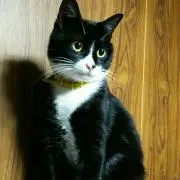 ミサの画像