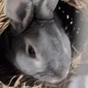 ともり