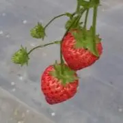Happinessの画像