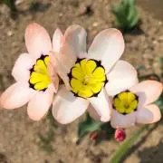 ゆずの画像