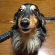 くっきーの画像