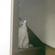 モコ