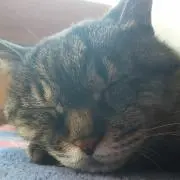 たかぢんの画像