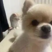 Puu