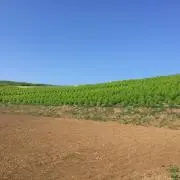 みっきーの画像