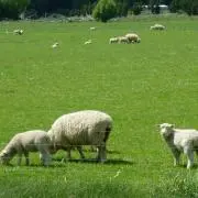 chcの画像
