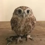 さくもんの画像
