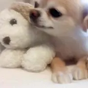 さや
