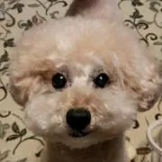 プーアル
