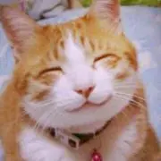 テトの画像