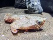 ナッキーの画像
