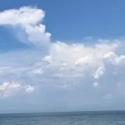 Bluebuckの画像