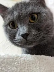 nicoの画像