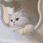 kの画像