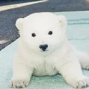 しろくま