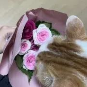 まちゅの画像