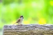 ウイングの画像