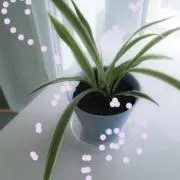 miiiiの画像