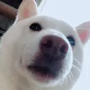 わっフー