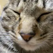 ウィンチェスターの画像