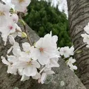とびいしの画像