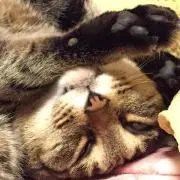 ヒロポン