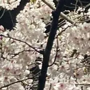 ゆうゆなの画像