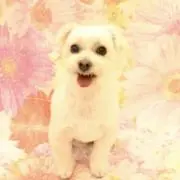 sugiの画像