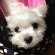 ぼくにゃん