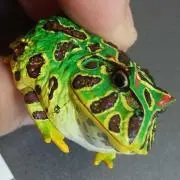 カエル