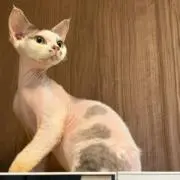 ふふにゃんの画像