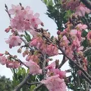 りょうこの画像