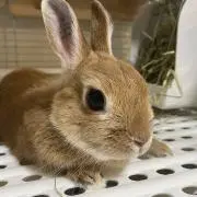 まるこの画像