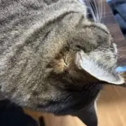 くろの画像