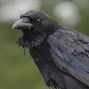 白アリの画像