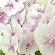 蘭の画像