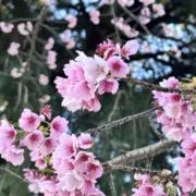 Bloomの画像