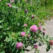 ☆ツムツム☆