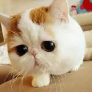 ちゅん♡プロフ読んでください！