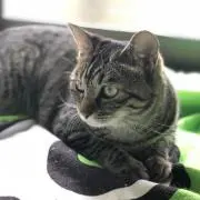 ふじぽんの画像
