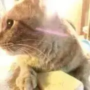 くらげ