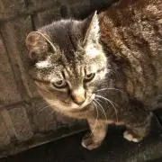 MISA