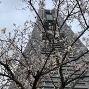 すいちょうの画像